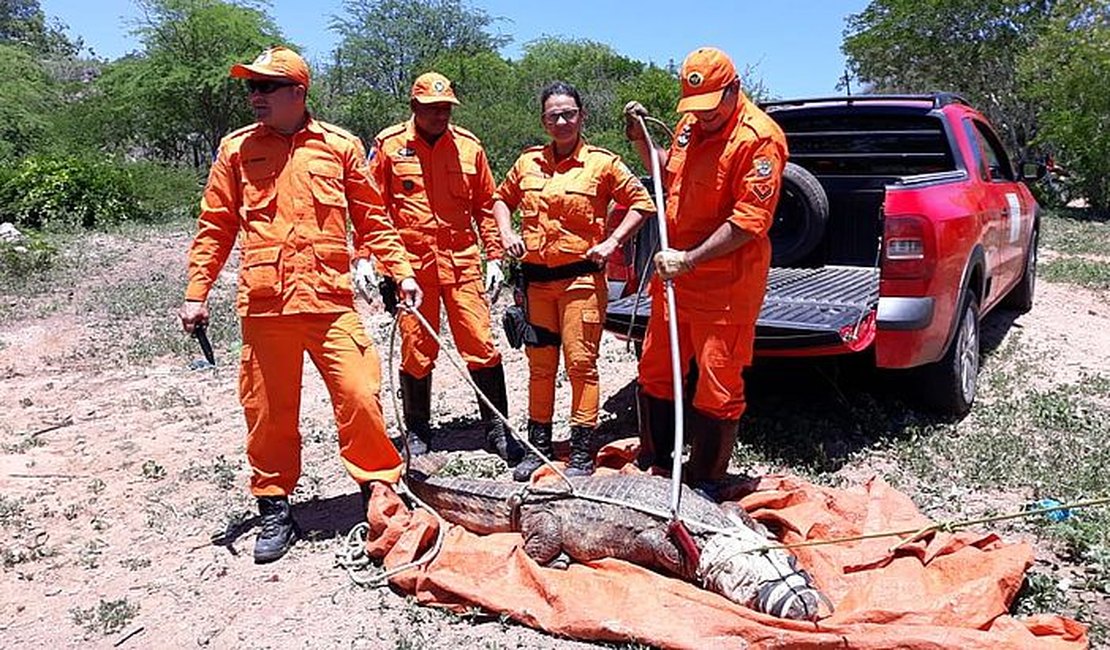 Jacaré de quase dois metros é capturado em Piranhas, Sertão de Alagoas