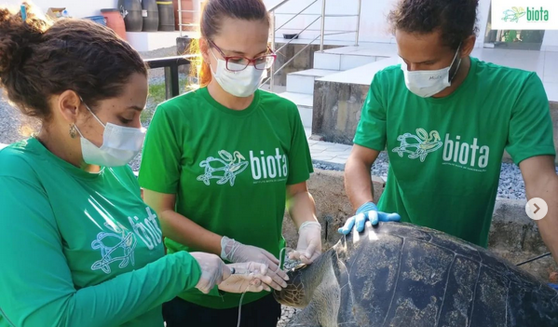 Tartaruga-oliva sem uma das nadadeiras encalha e é resgatada no Litoral Sul de Alagoas