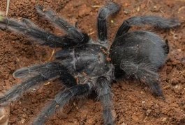 Nova espécie de tarântula impressiona por órgão genital 'avantajado' de 5cm
