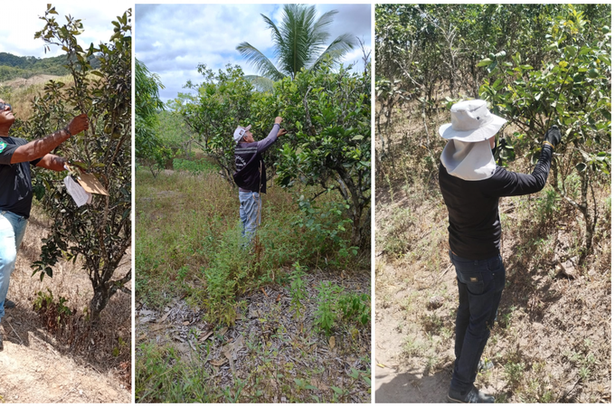 AL assegura a manutenção do status sanitário de área sem ocorrência de Cancro Cítrico