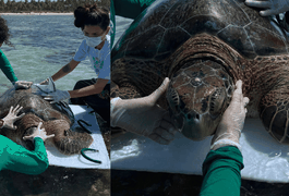 Tartaruga-verde é resgatada após ficar presa em curral de pesca em Ipioca