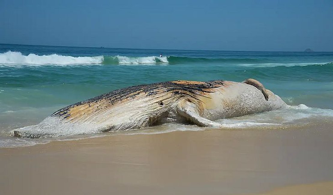 ICMBio lança guia de eutanásia em mamíferos aquáticos encalhados