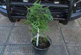 Polícia apreende planta de maconha em estufa durante ação em Junqueiro