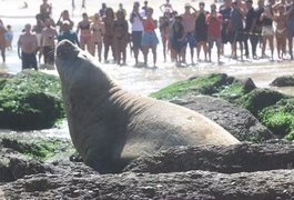 Elefante-marinho é visto 'camuflado' descansando em praia de Niterói