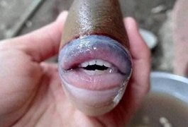 Imagem de peixe com dentes e lábios humanos viraliza e intriga internautas