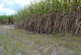 Trabalhadores rurais encontram corpo em estado avançado de decomposição em canavial