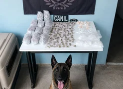 Cão farejador encontra quase 1 kg de drogas escondidas em área de mata em Arapiraca