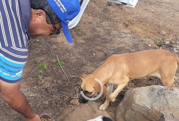 Ex-deputado cobra campanha de castração de cães e gatos de rua em Arapiraca