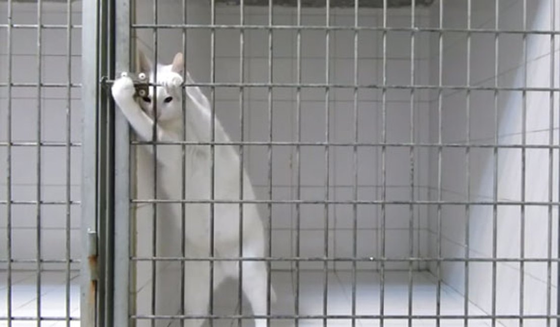 Vídeo de gatinho escapando de gaiola por duas vezes faz sucesso no YouTube