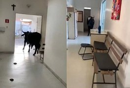 Vídeo. boi invade posto de saúde e assusta servidores e pacientes