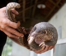 Mamífero em extinção pode ser possível hospedeiro intermediário do coronavírus