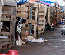 Rio Grande do Sul lança plano de ajuda a animais