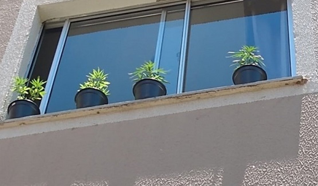 Mulher acaba presa após colocar pés de maconha para tomar sol na janela do apartamento