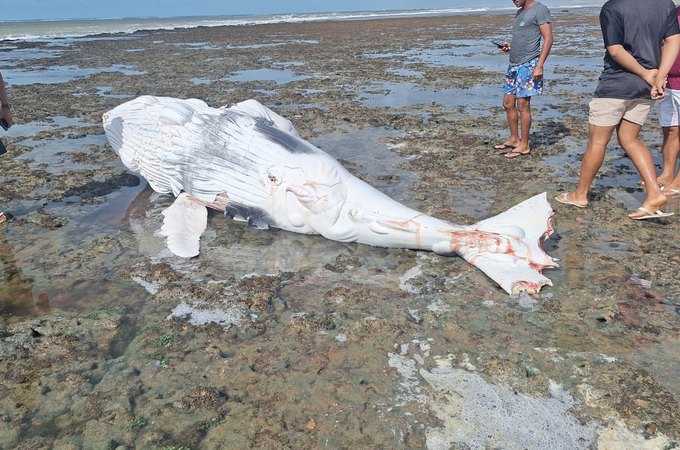 Mais uma baleia é encontrada morta, com marcas de mordida de tubarão, na Praia do Pontal do Peba