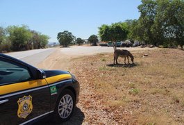 Animais soltos na pista são a 4ª maior causa de acidentes nas BRs em Alagoas