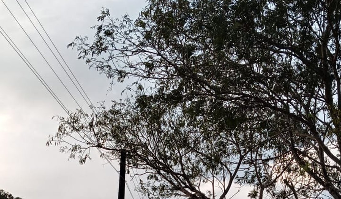 Moradores do Povoado Bom Jardim reclamam que árvores têm atingido a fiação elétrica do povoado