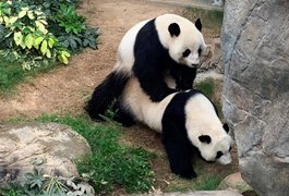 Com zoológico fechado, pandas acasalam pela 1ª vez em 10 anos