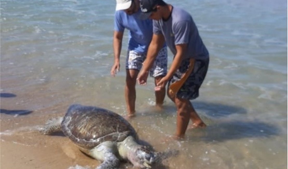 Ceará já contabiliza 23 tartarugas mortas após surgimento de manchas de óleo