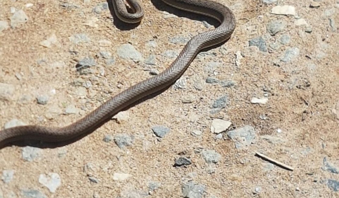 Vídeo. Policiais encontram cobra em pátio da Central de Polícia de Arapiraca