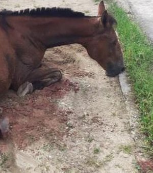 Polícia Civil inicia investigação após cavalo ser esfaqueado em Penedo