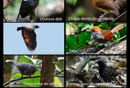 Arapiraca recebe exposição fotográfica de 60 espécies de aves