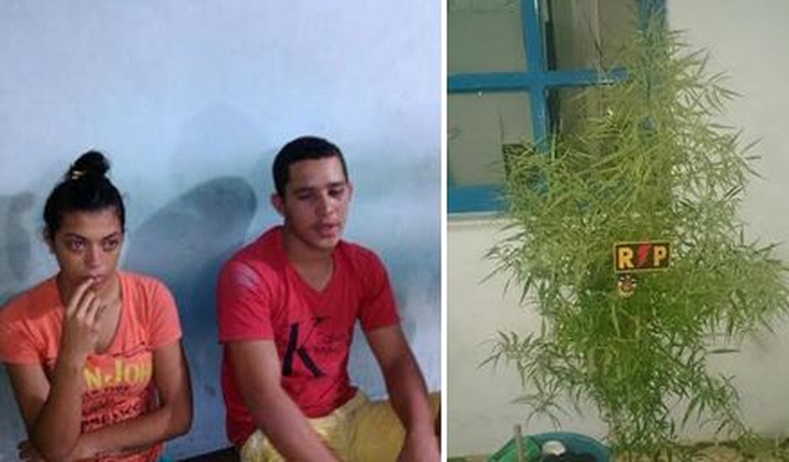 Dois jovens furtam objetos e pé de maconha cultivado em residência em Arapiraca