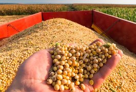 Alagoas ganha espaço na produção de soja e deve crescer em 41,5 milhões de toneladas na safra 22/23