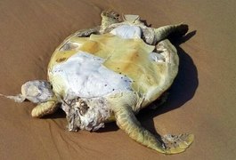 Golfinho e tartarugas são encontrados mortos em praia de Alagoas