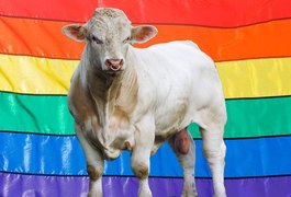 Touro reprodutor 'gay' é abatido por não se interessar por vacas