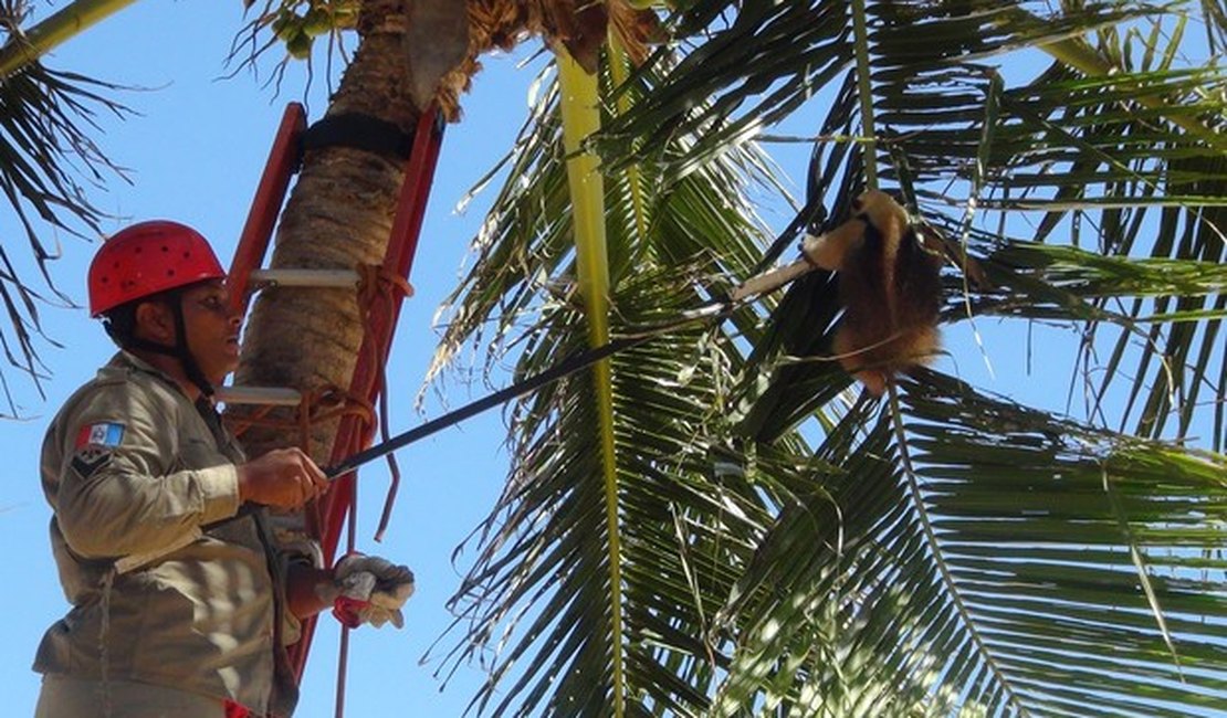 Tamanduá fica preso em coqueiro na Jatiúca e é resgatado por bombeiros