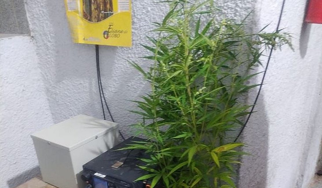 Polícia flagra plantação de maconha em residência no interior de Alagoas