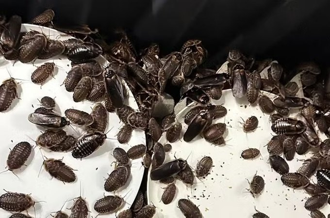 Mais de 100 mil baratas avaliadas em aproximadamente R$ 700 mil são apreendidas na Austrália