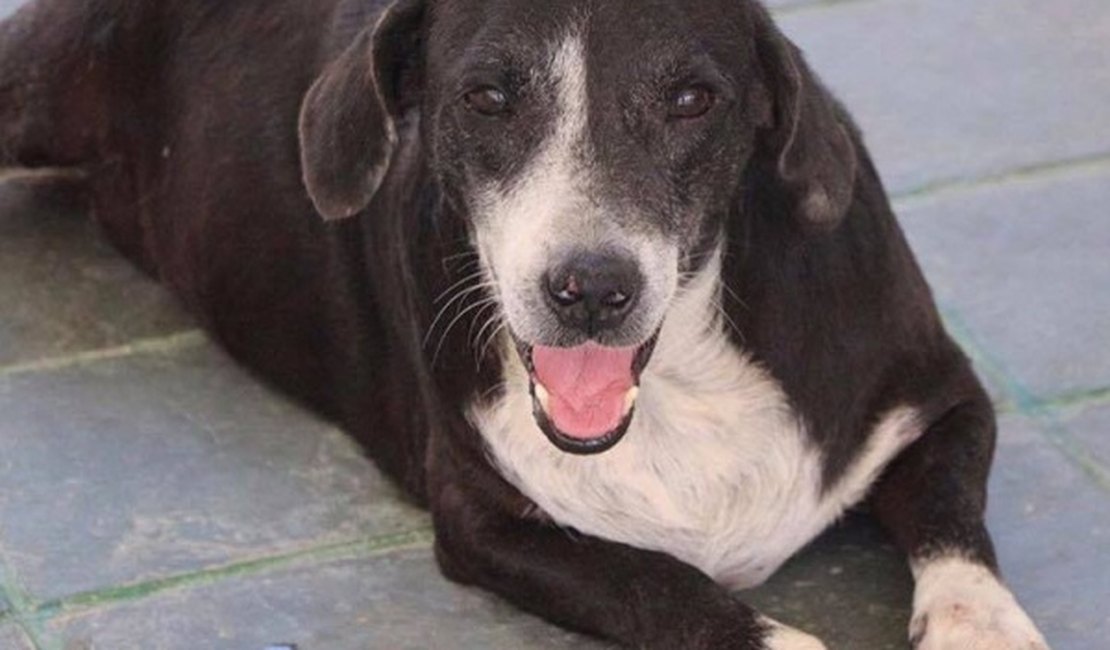 Criminosos invadem abrigo de animais, furtam objetos e maltratam cães e gatos