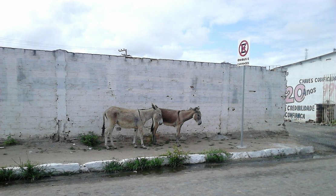 Soltos e sem dono, jumentos representam perigo a motoristas de Arapiraca
