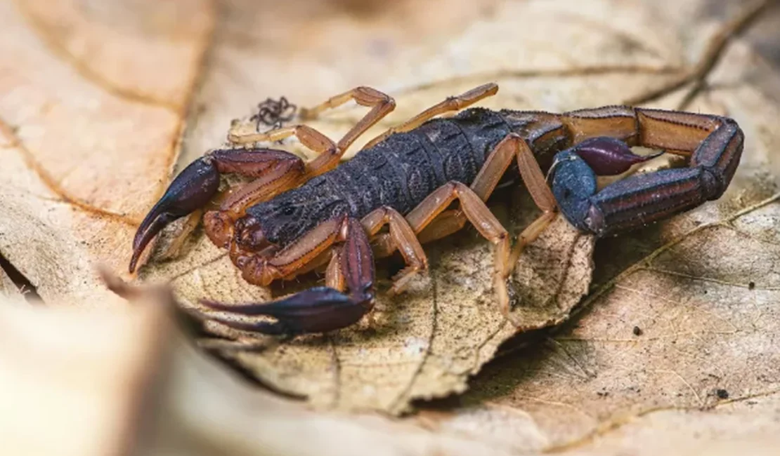 Três plantas que chamam escorpiões para o jardim e exigem atenção