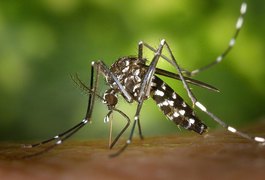 Zika causa danos neurológicos também em adultos, aponta estudo