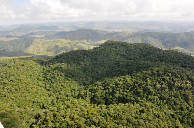 Alagoas registra queda de 68,4% no desmatamento em 2025, segundo MapBioma