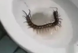 Turista encontra lacraia gigante antes de se sentar em vaso sanitário em hotel