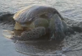 Tartaruga-verde é encontrada em estado avançado de decomposição na Praia de Pajuçara