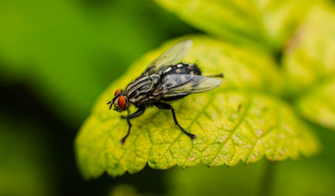 Entenda o que é “virose da mosca” e os sintomas que a doença pode causar