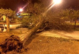 Árvore 'doente' cai na Praça Luiz Pereira Lima em Arapiraca