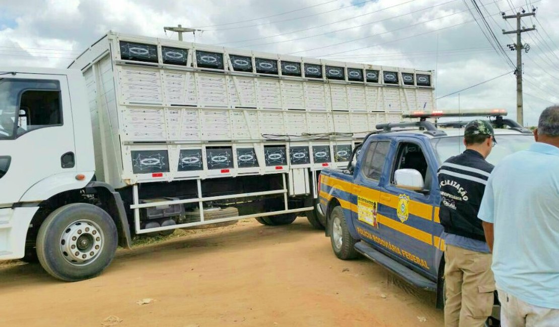 Polícia e Ibama flagram carga de melaço em embalagens de agrotóxicos em Feira Grande