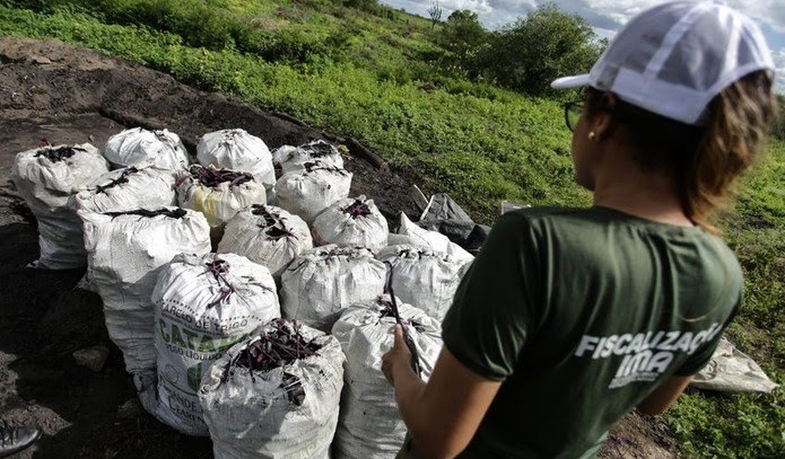 Fiscalizacão flagra corte de vegetação nativa para produção de carvão no Agreste
