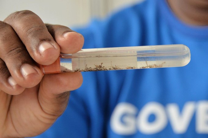 Ministério da Saúde aponta queda de 58% nos casos de dengue em Alagoas