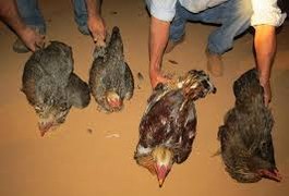 Galinhas e botijão de gás são furtados de residência em Arapiraca