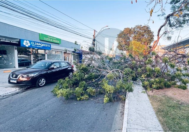 Árvore antiga cai na Avenida Deputada Ceci Cunha e interdita trânsito em Arapiraca