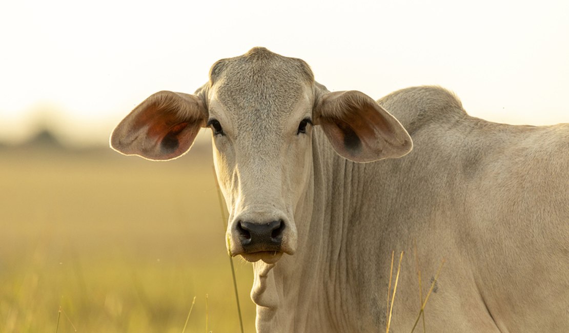 Caseiro é preso após confessar furto e venda de animais de fazenda, ﻿em Pilar