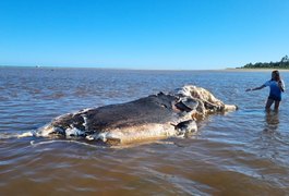 Baleia é encontrada morta e encalhada em praia de Maragogi