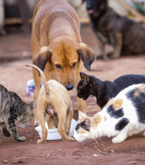 Populares denunciam maus-tratos a cães e gatos em Delmiro Gouveia