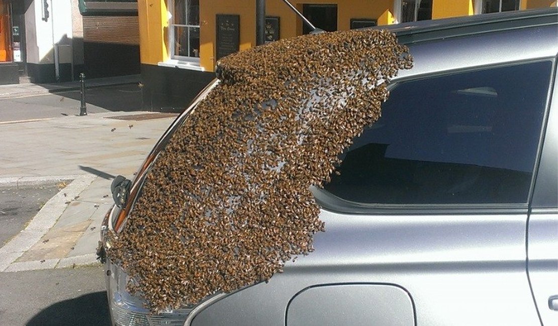 Rainha fica presa em porta-malas e 20 mil abelhas 'atacam' carro